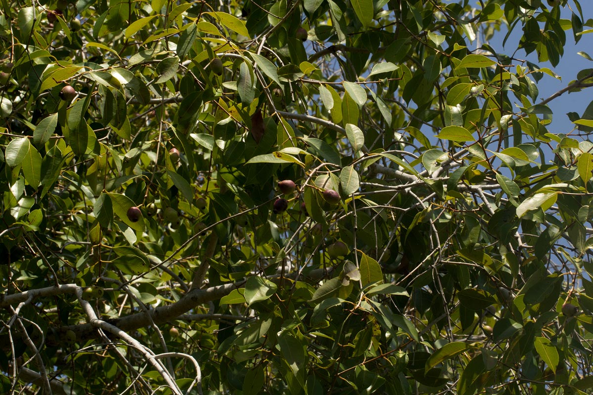 Syzygium guineense subsp. barotsense