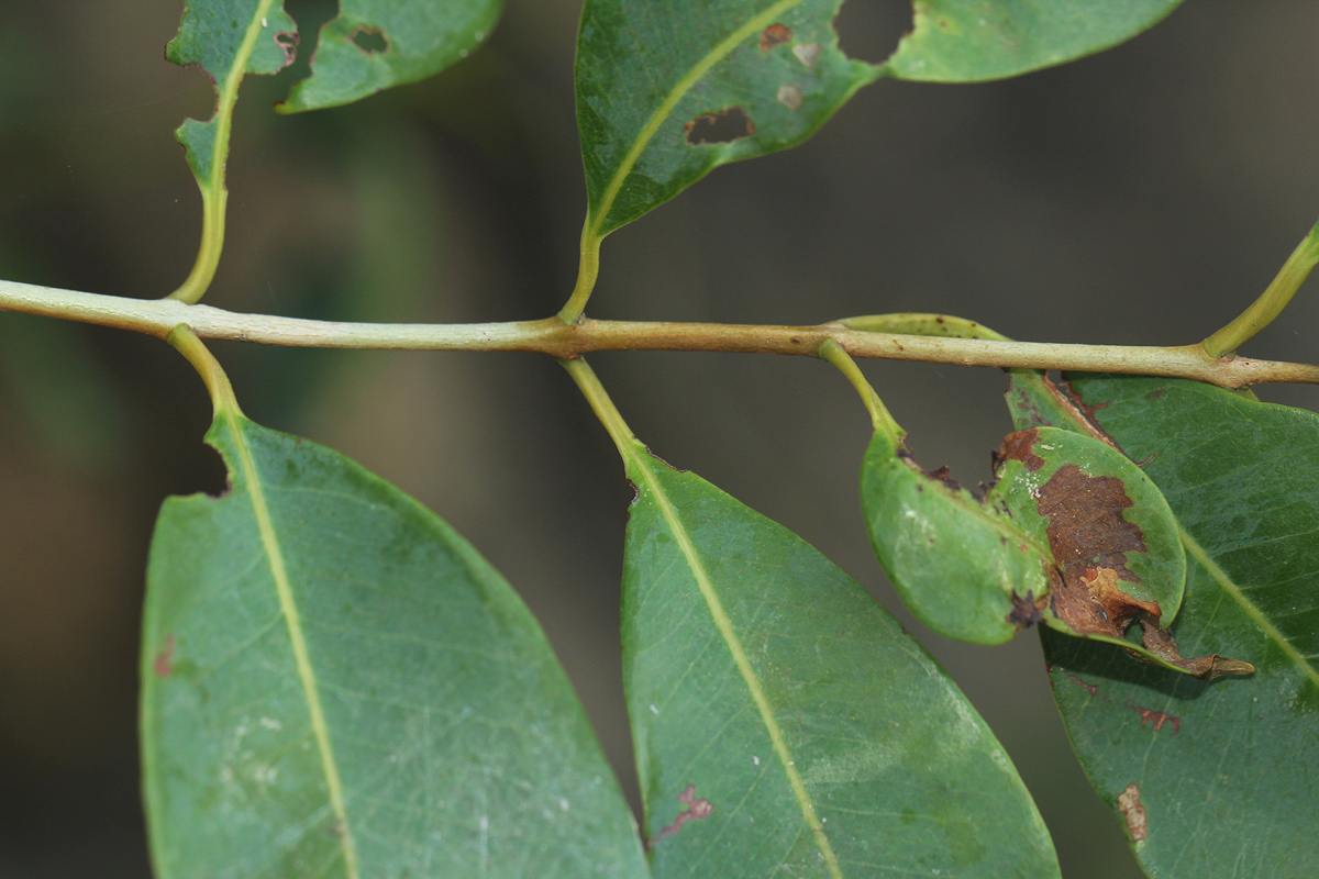 Syzygium guineense subsp. barotsense Syzygium guineense subsp. barotsense