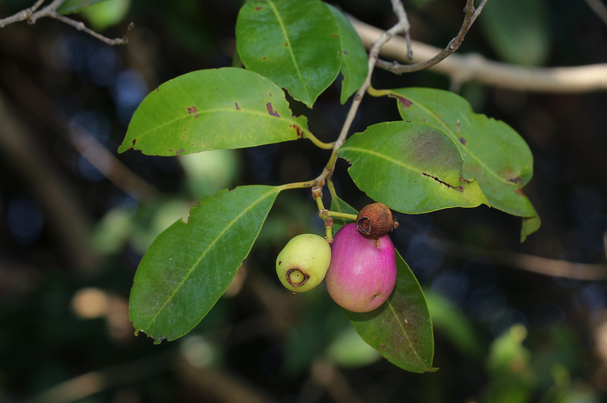 Syzygium guineense subsp. barotsense