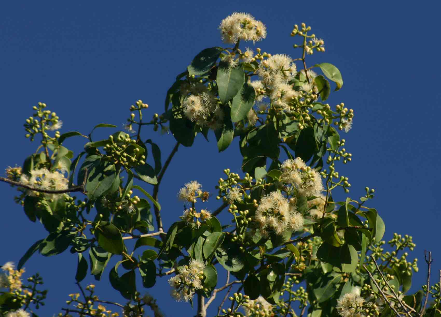 Syzygium guineense subsp. barotsense