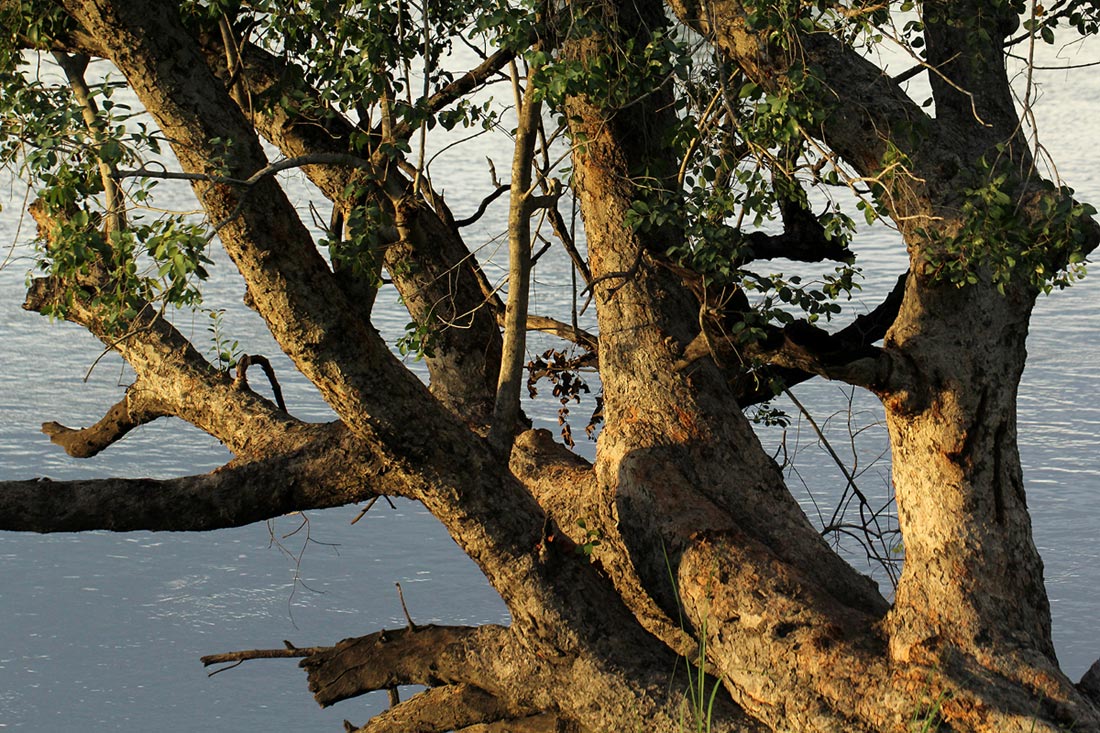Syzygium guineense subsp. barotsense