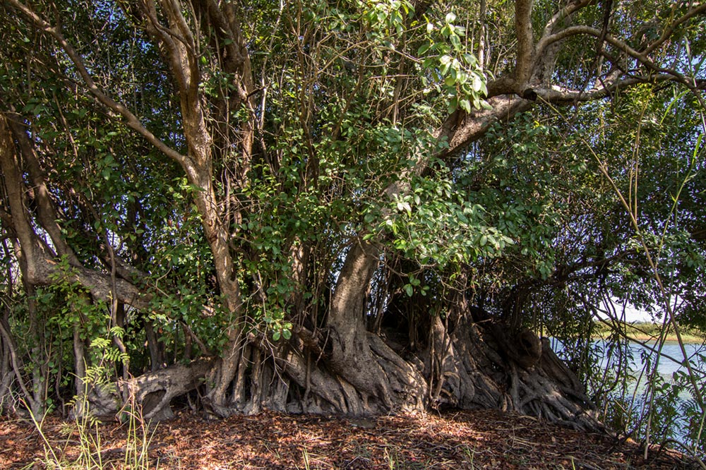 Syzygium guineense subsp. barotsense Syzygium guineense subsp. barotsense