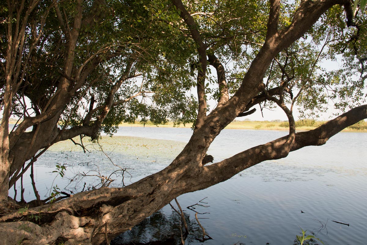 Syzygium guineense subsp. barotsense Syzygium guineense subsp. barotsense