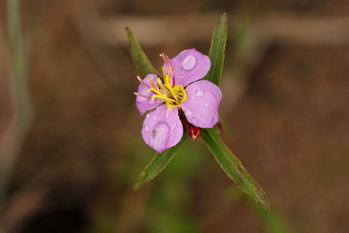Antherotoma debilis Antherotoma debilis