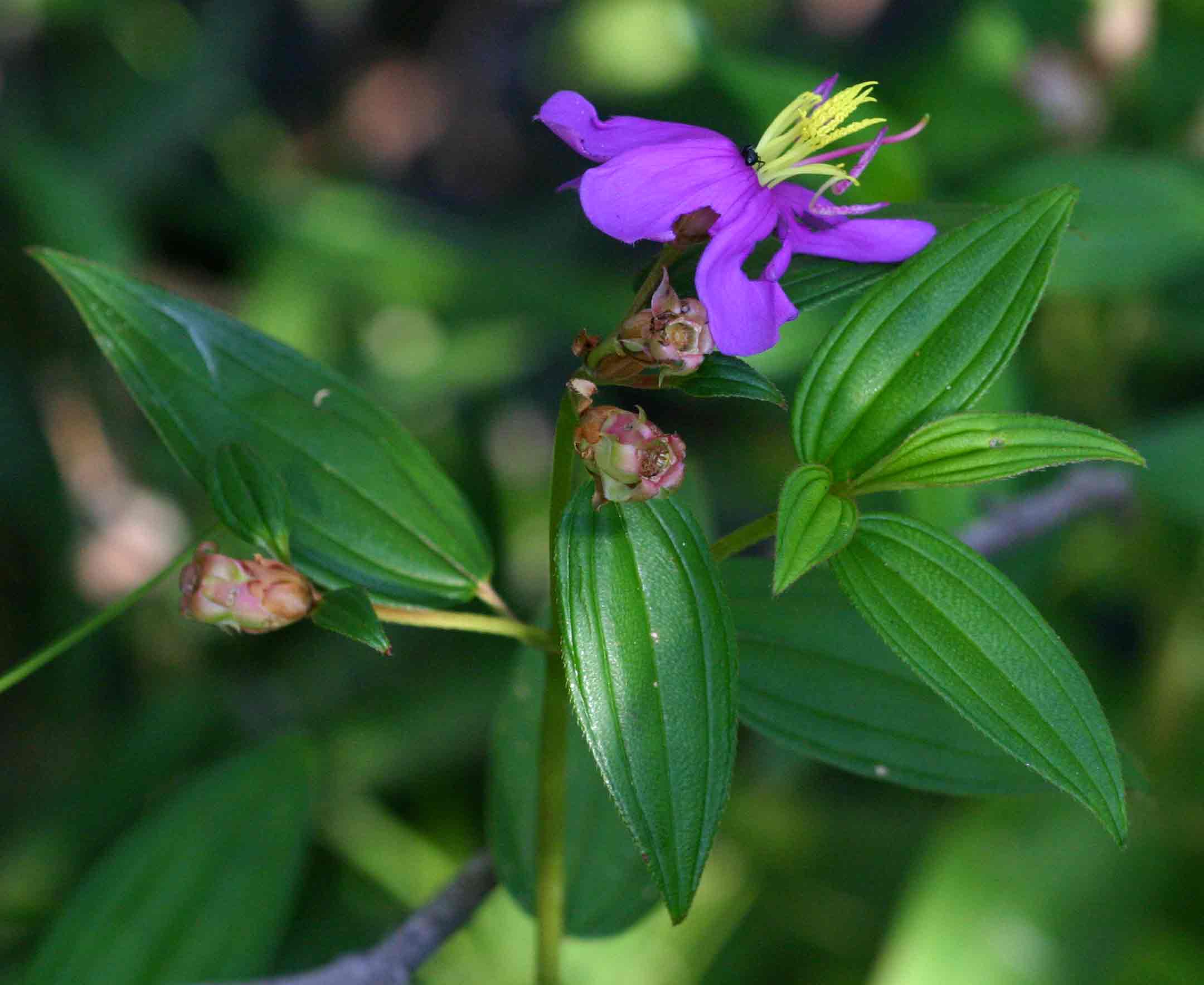 Melastomastrum segregatum