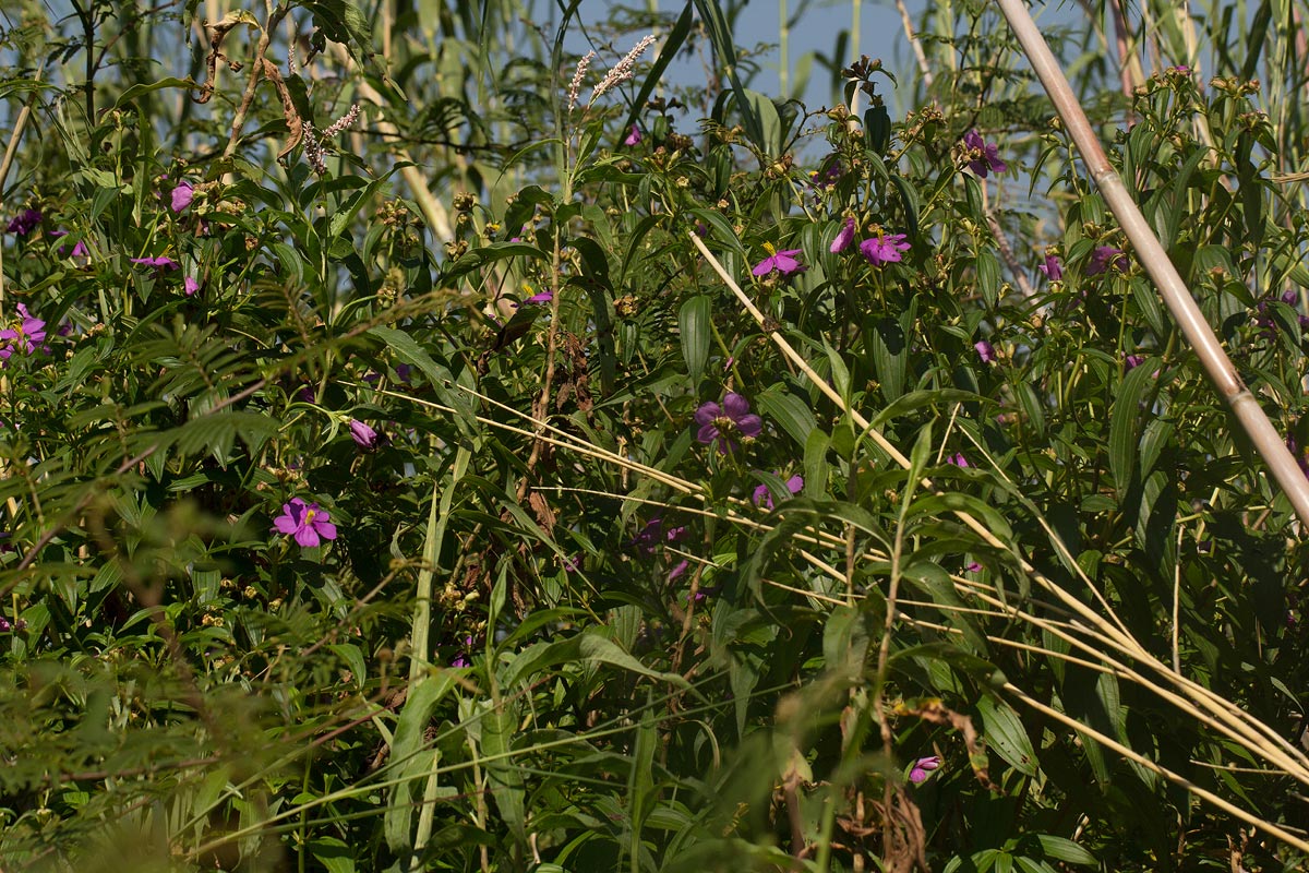 Melastomastrum segregatum Melastomastrum segregatum