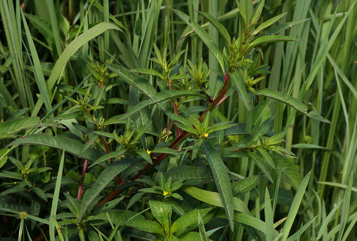 Ludwigia abyssinica Ludwigia abyssinica