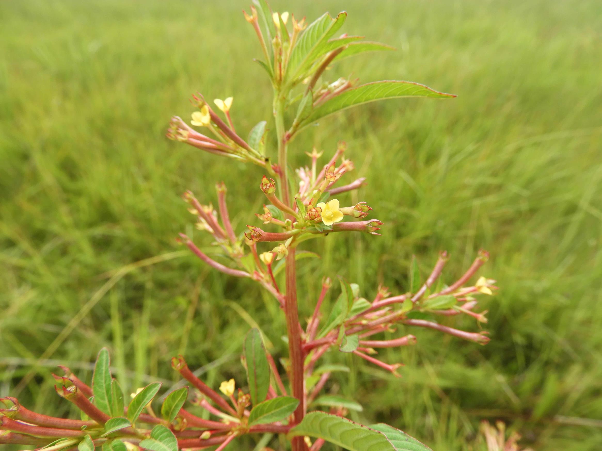 Ludwigia abyssinica