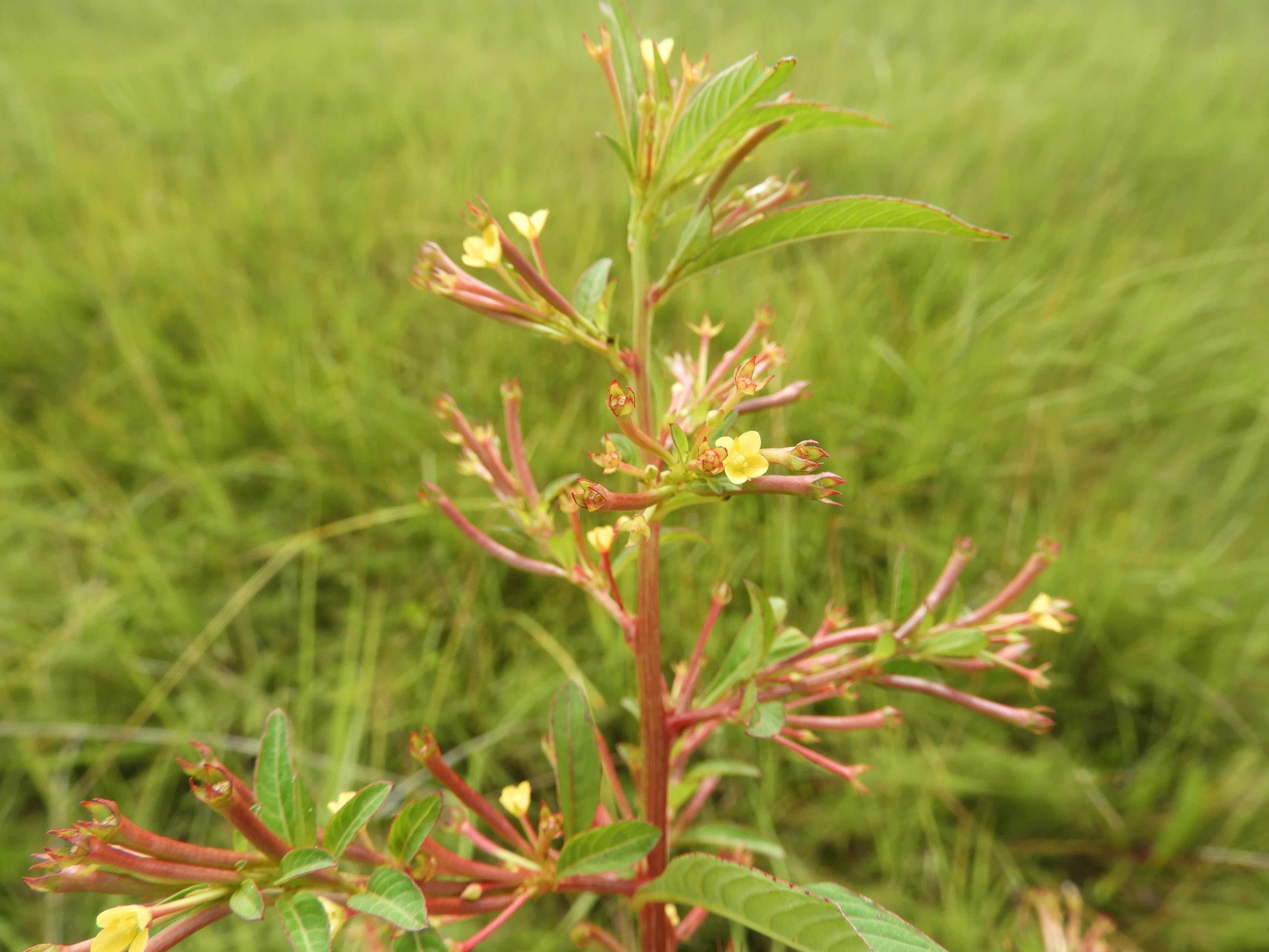 Ludwigia abyssinica