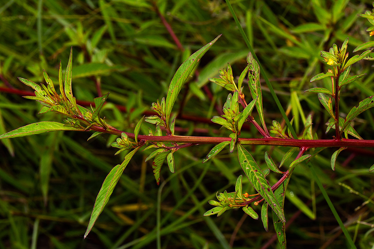 Ludwigia abyssinica Ludwigia abyssinica