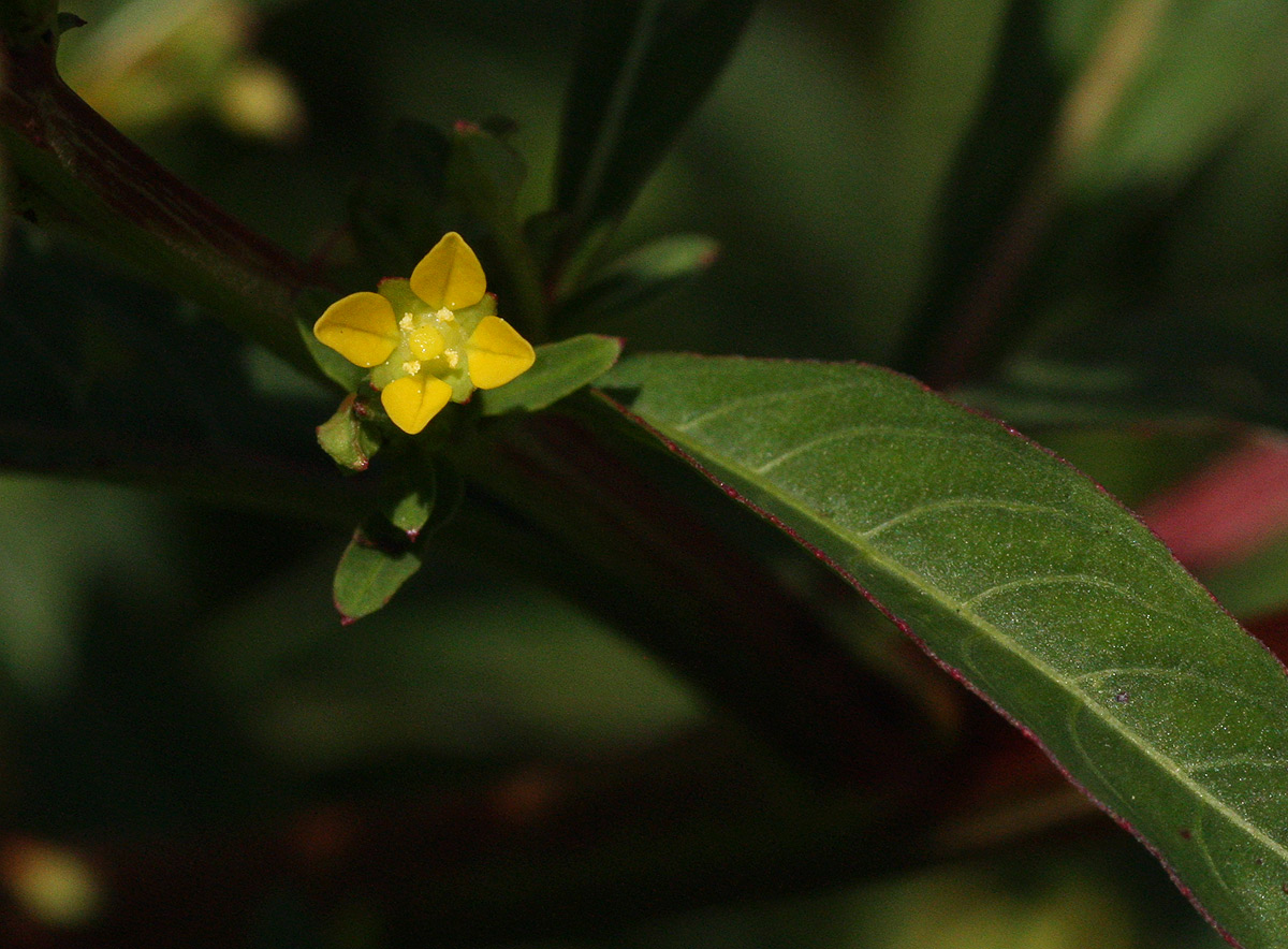 Ludwigia abyssinica