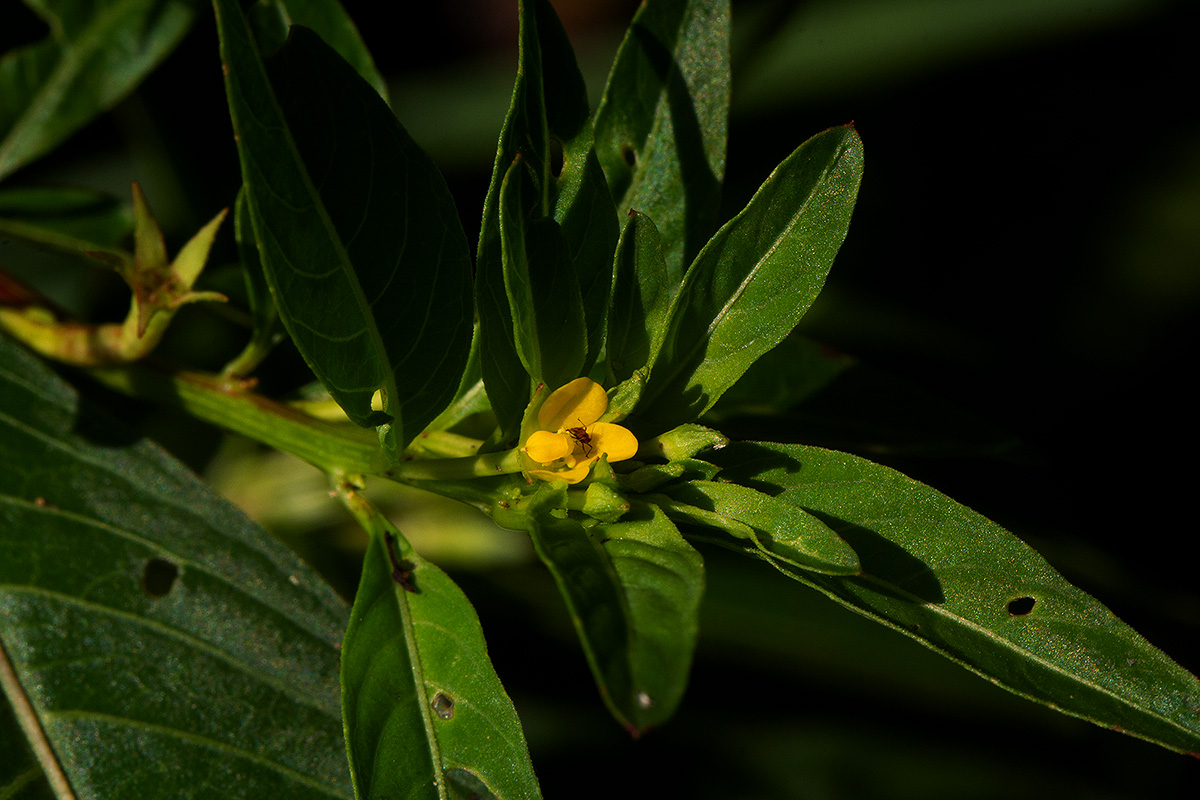 Ludwigia abyssinica Ludwigia abyssinica