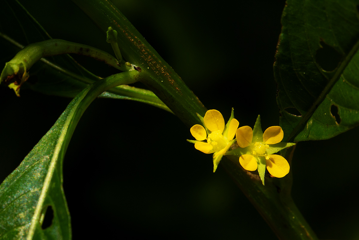 Ludwigia abyssinica Ludwigia abyssinica