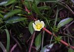 Ludwigia adscendens subsp. diffusa