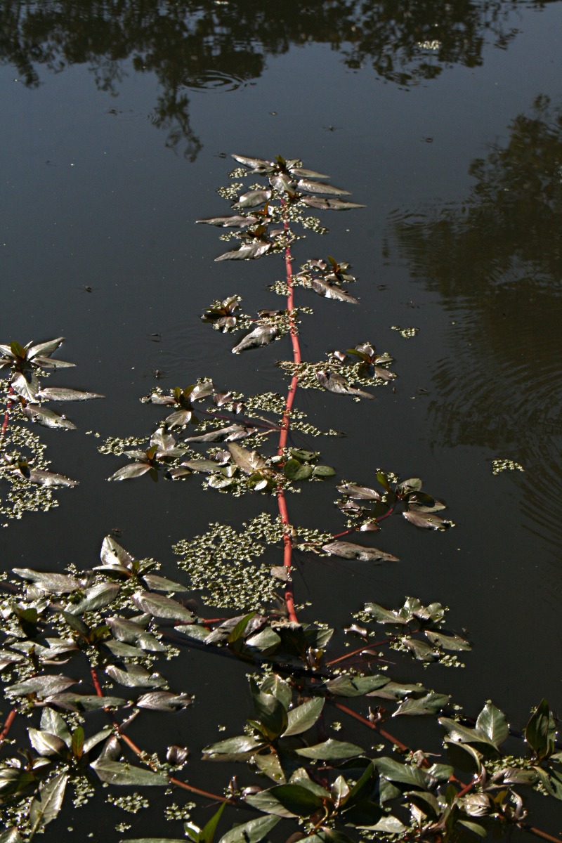 Ludwigia adscendens subsp. diffusa