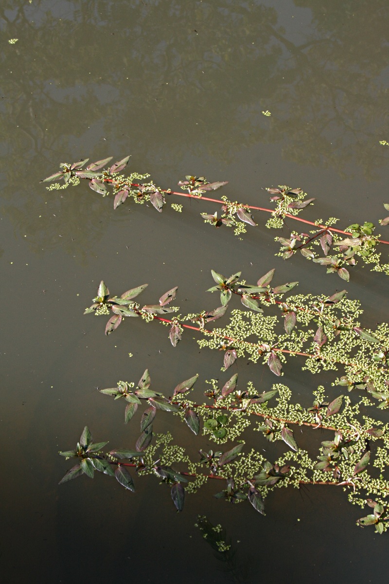 Ludwigia adscendens subsp. diffusa