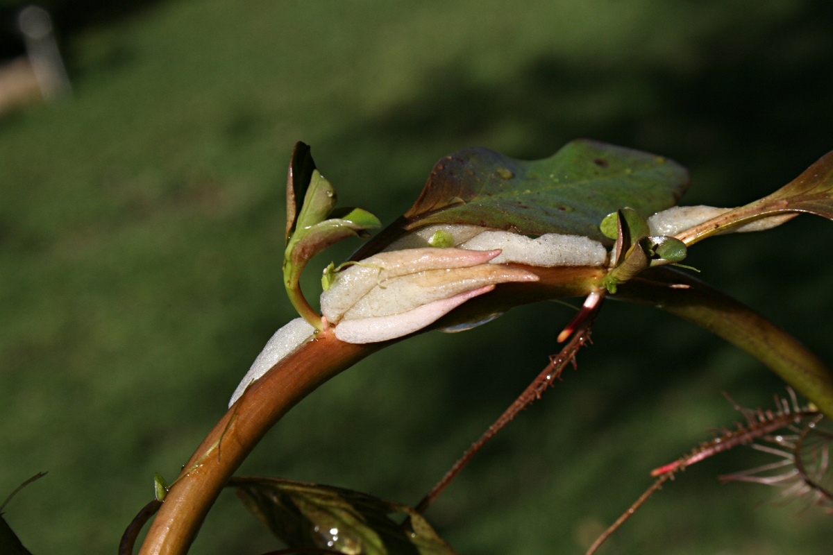 Ludwigia adscendens subsp. diffusa