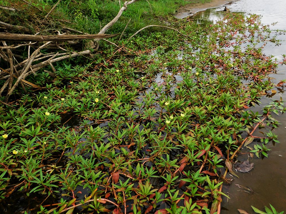 Ludwigia adscendens subsp. diffusa Ludwigia adscendens subsp. diffusa