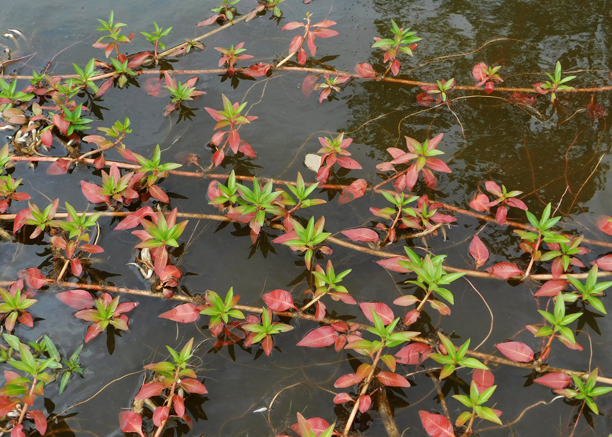 Ludwigia adscendens subsp. diffusa Ludwigia adscendens subsp. diffusa