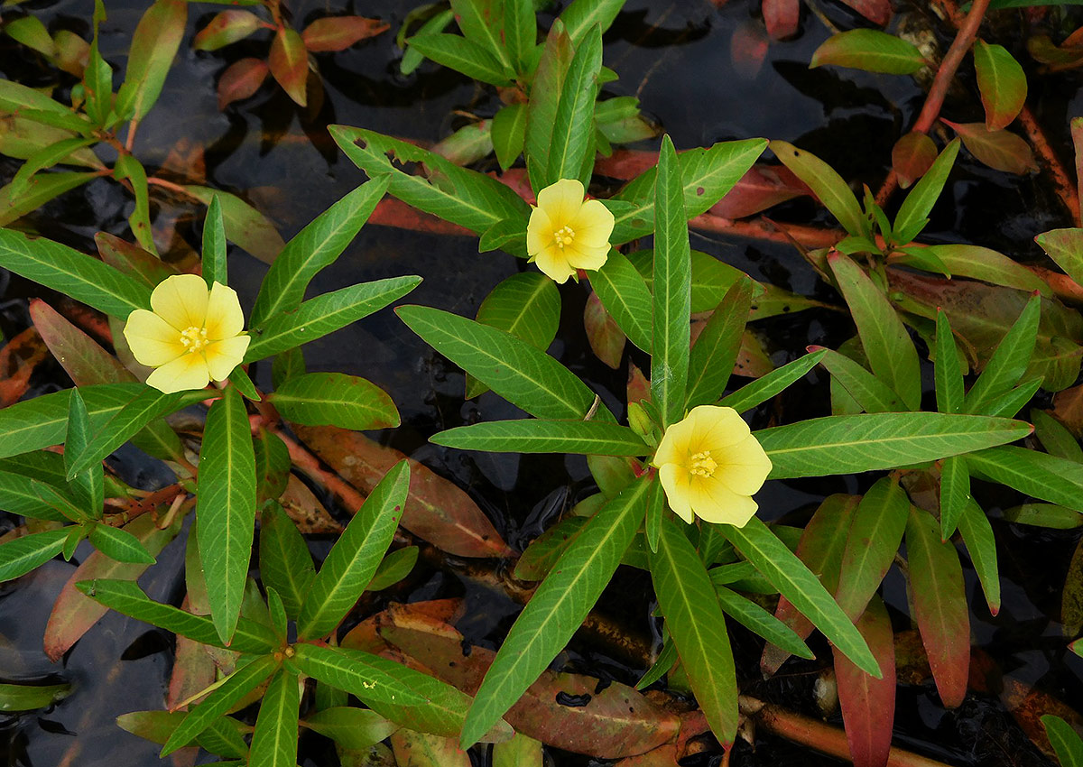 Ludwigia adscendens subsp. diffusa Ludwigia adscendens subsp. diffusa