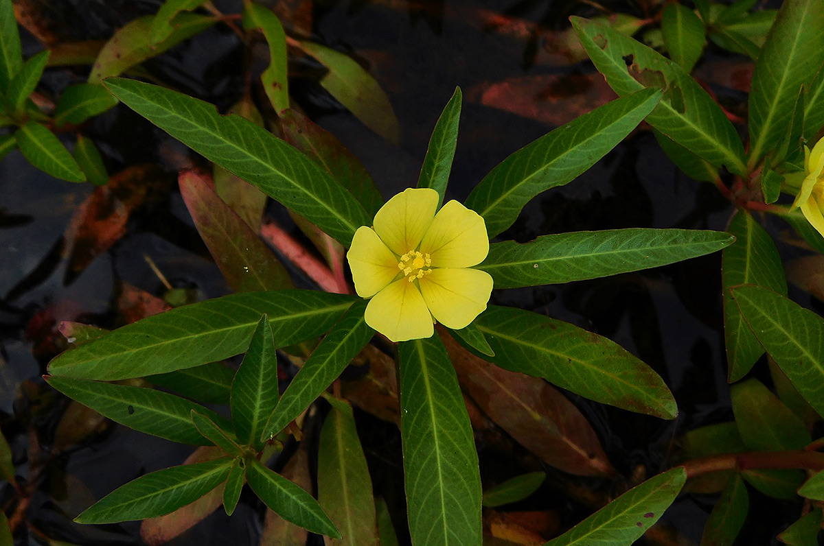 Ludwigia adscendens subsp. diffusa