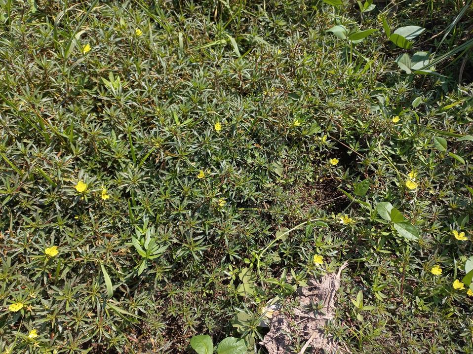 Ludwigia adscendens subsp. diffusa