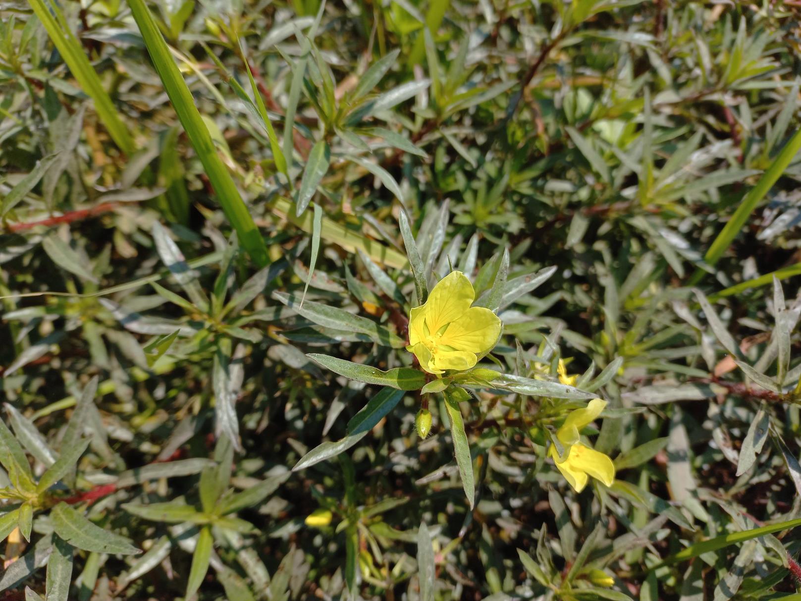 Ludwigia adscendens subsp. diffusa