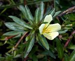 Ludwigia adscendens subsp. diffusa