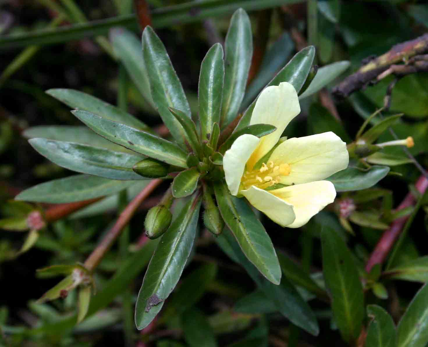 Ludwigia adscendens subsp. diffusa