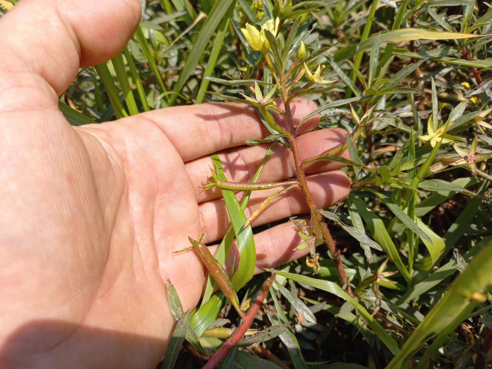 Ludwigia adscendens subsp. diffusa