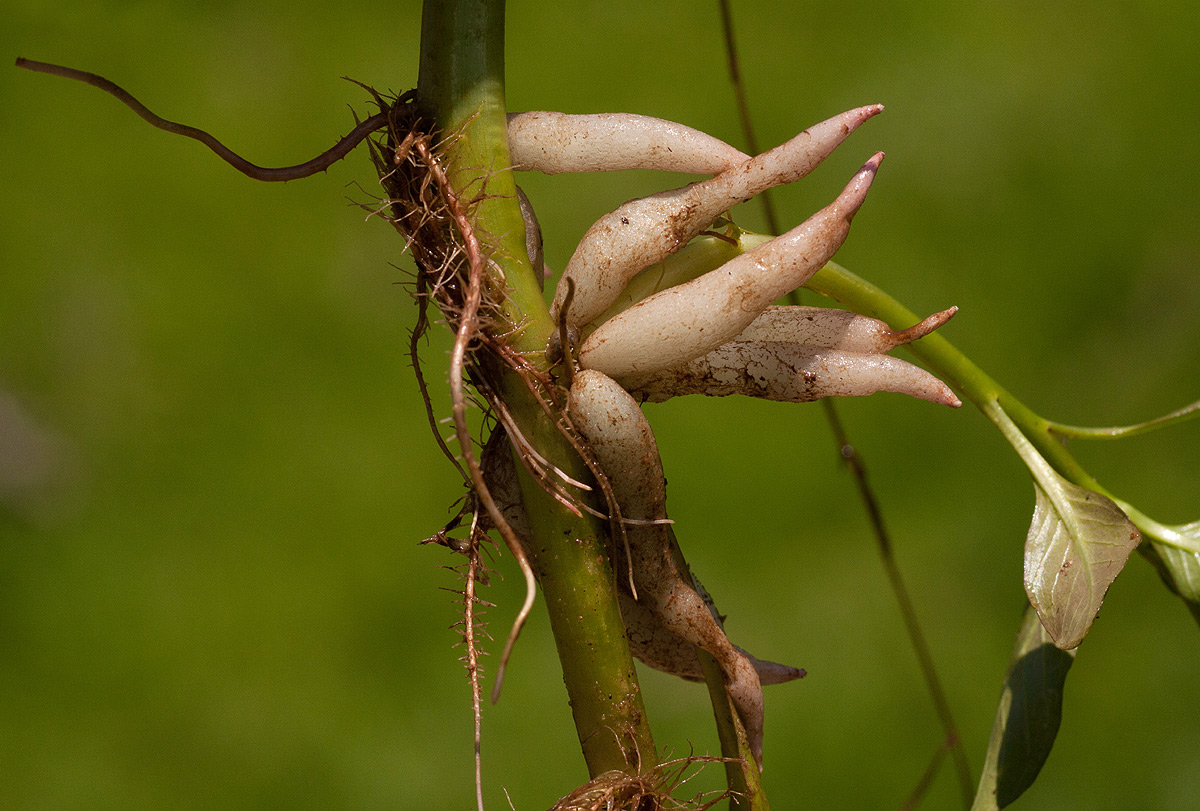 Ludwigia adscendens subsp. diffusa Ludwigia adscendens subsp. diffusa
