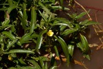 Ludwigia adscendens subsp. diffusa
