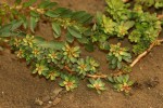 Ludwigia adscendens subsp. diffusa