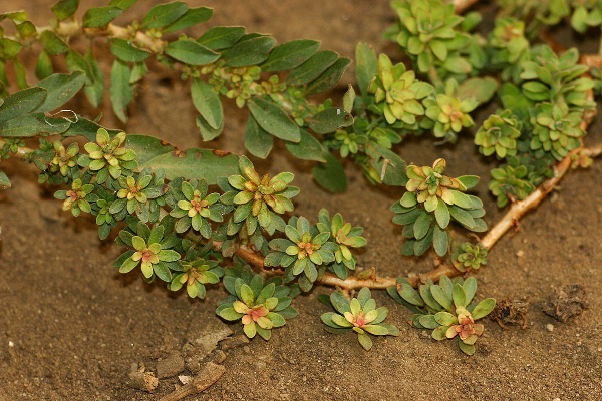 Ludwigia adscendens subsp. diffusa