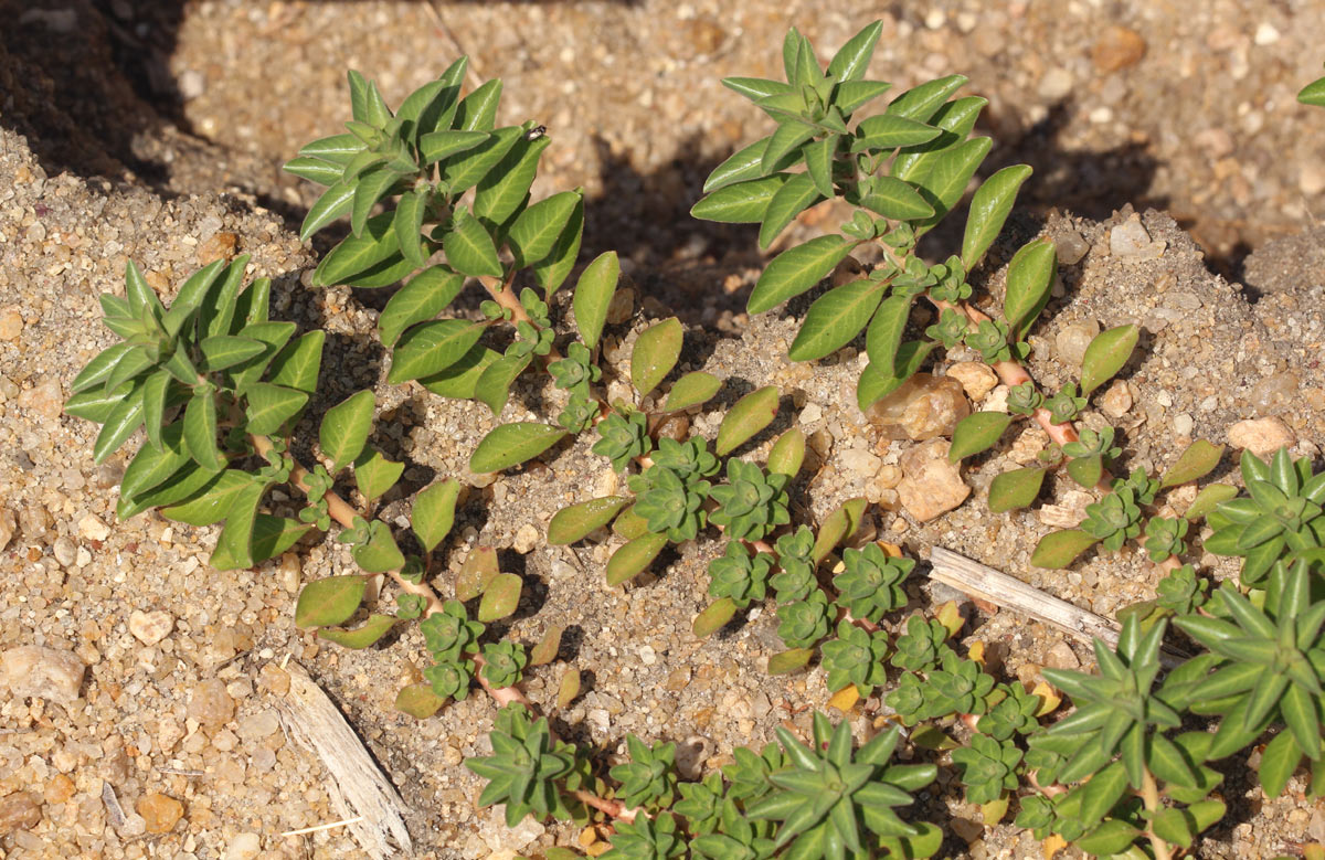 Ludwigia adscendens subsp. diffusa