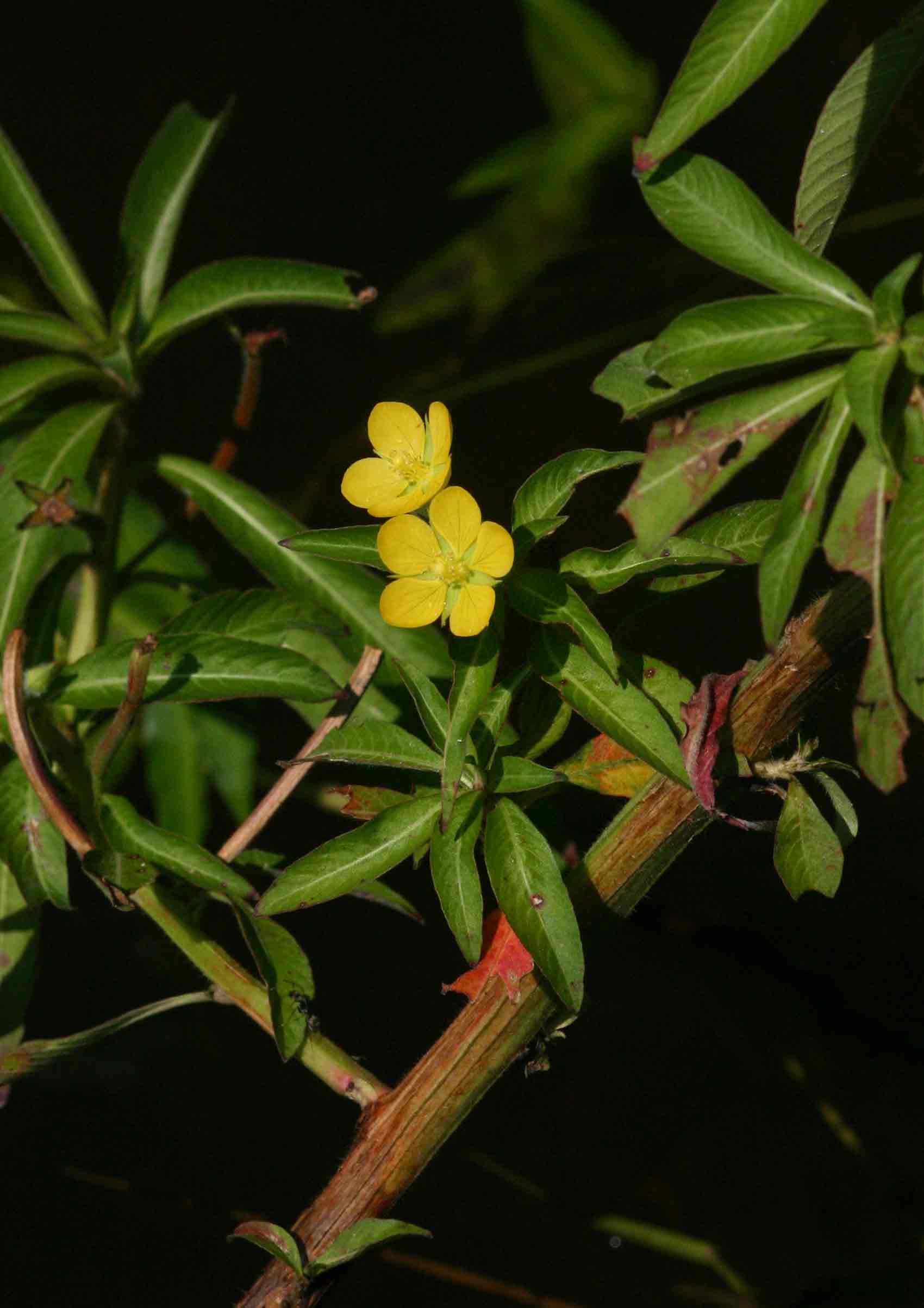Ludwigia leptocarpa