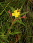 Ludwigia octovalvis subsp. brevisepala