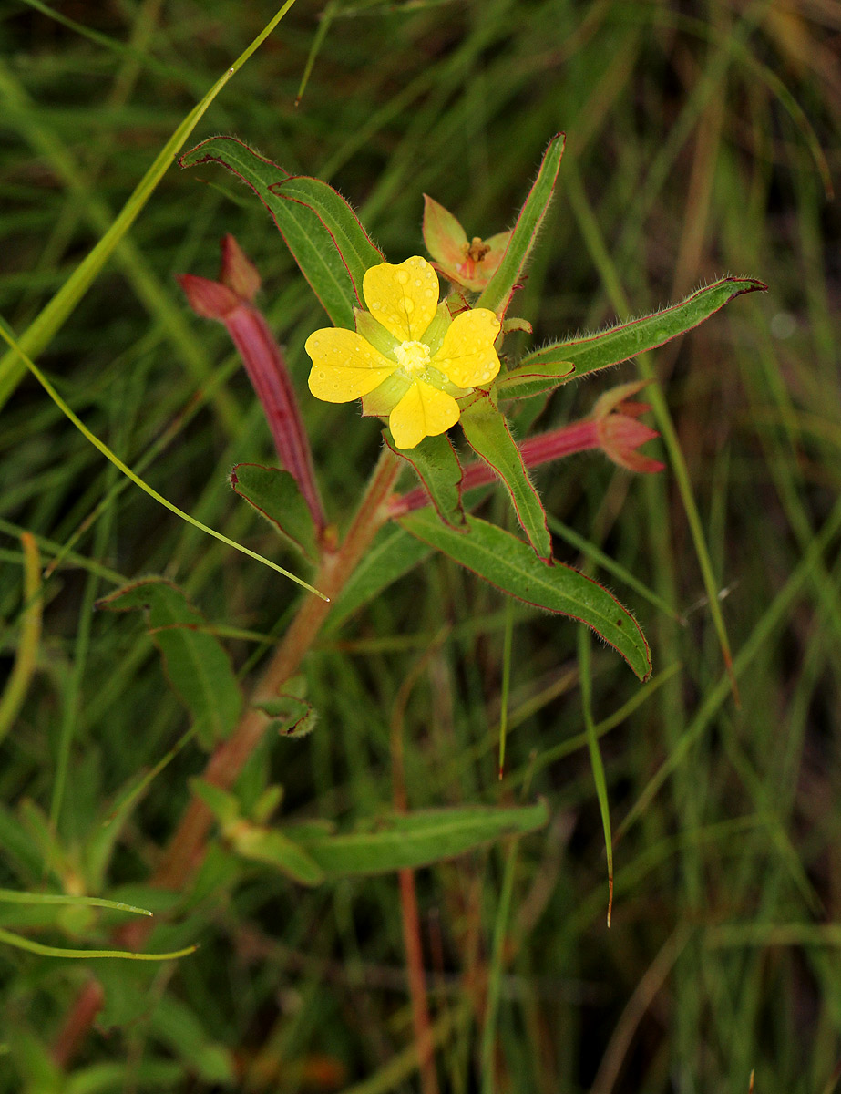 Ludwigia octovalvis subsp. brevisepala Ludwigia octovalvis subsp. brevisepala