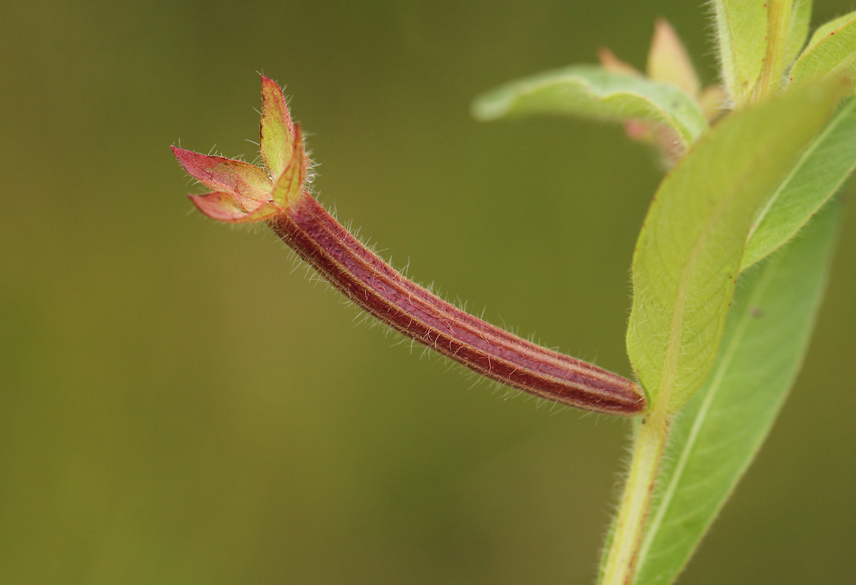 Ludwigia octovalvis subsp. brevisepala Ludwigia octovalvis subsp. brevisepala