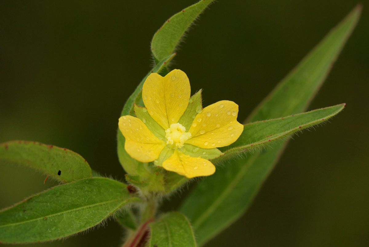 Ludwigia octovalvis subsp. brevisepala Ludwigia octovalvis subsp. brevisepala