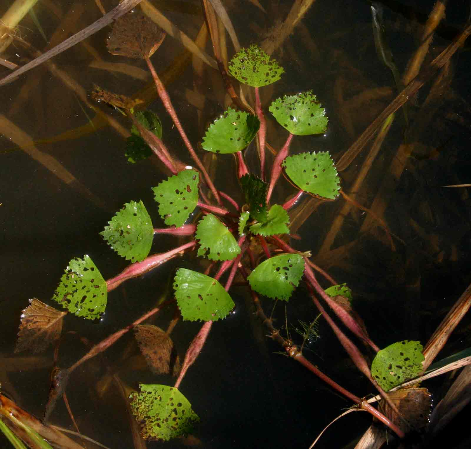 Trapa natans var. bispinosa