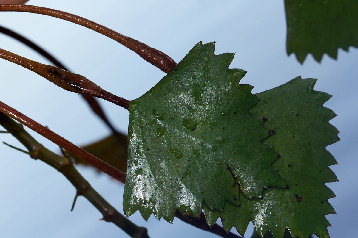 Trapa natans var. bispinosa
