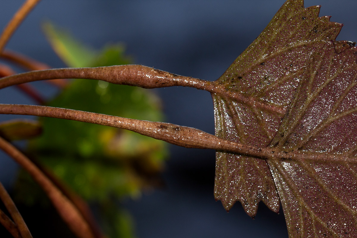 Trapa natans var. bispinosa