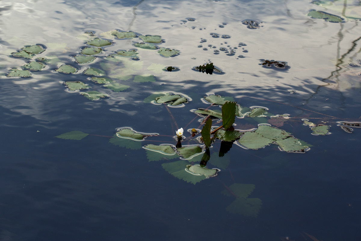 Trapa natans var. bispinosa