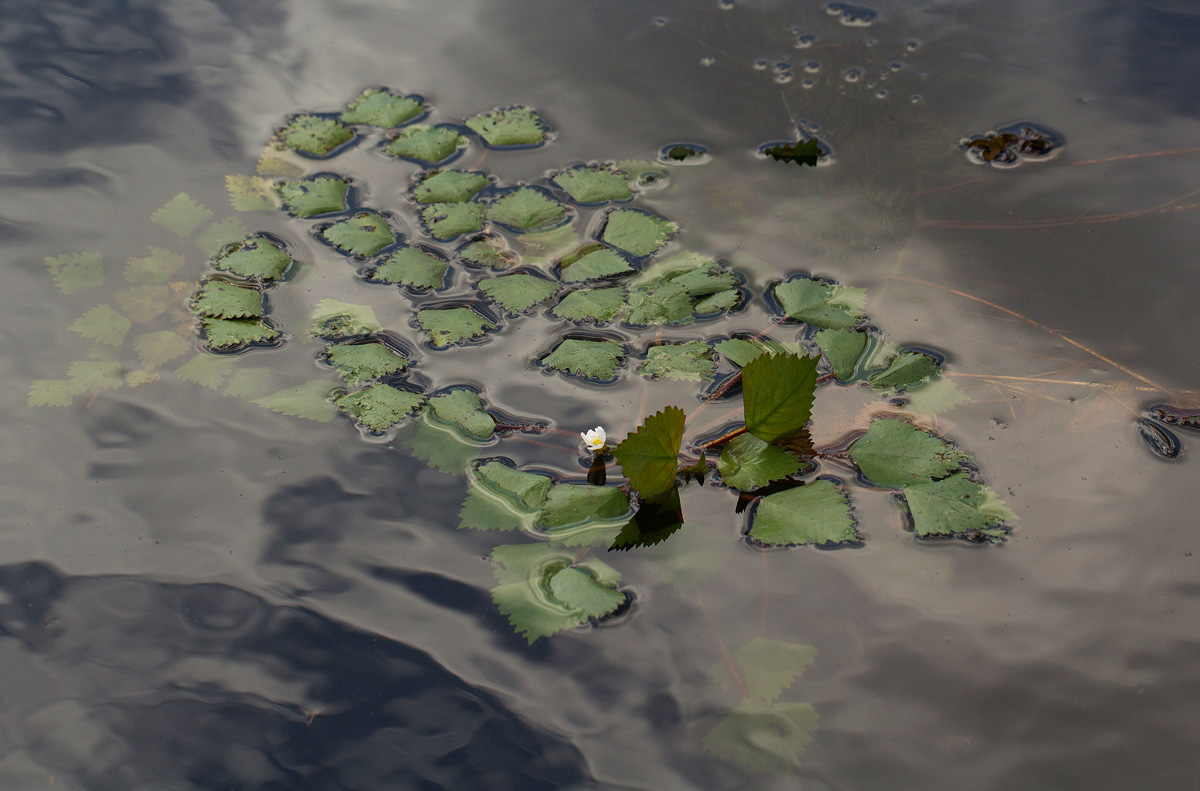 Trapa natans var. bispinosa