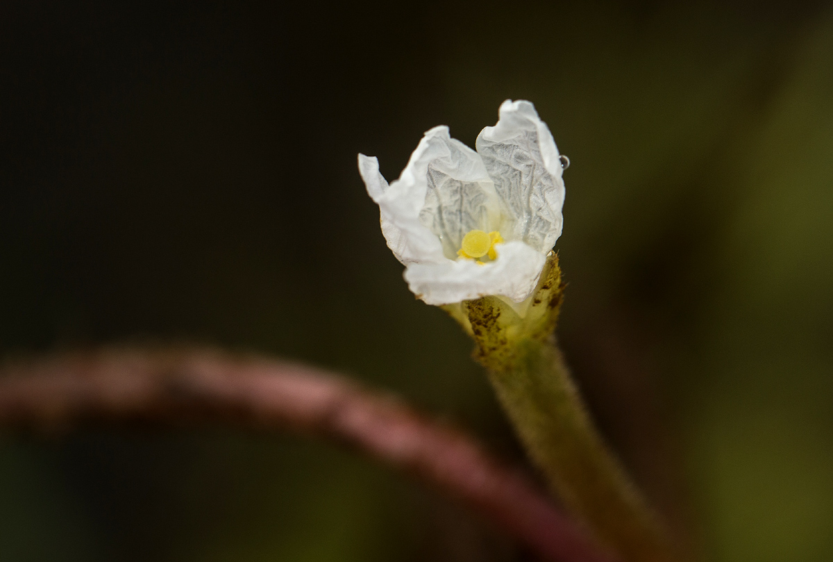 Trapa natans var. bispinosa