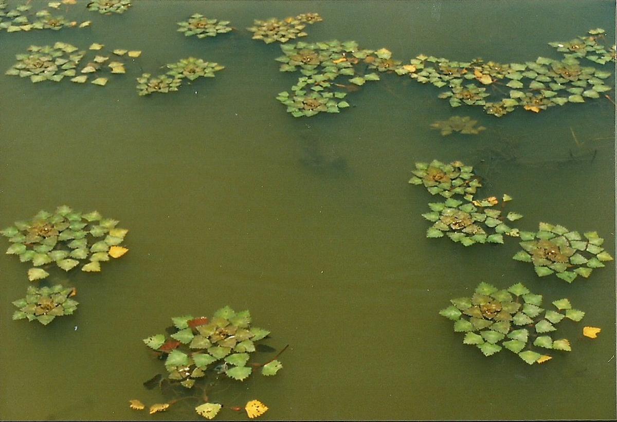 Trapa natans var. bispinosa