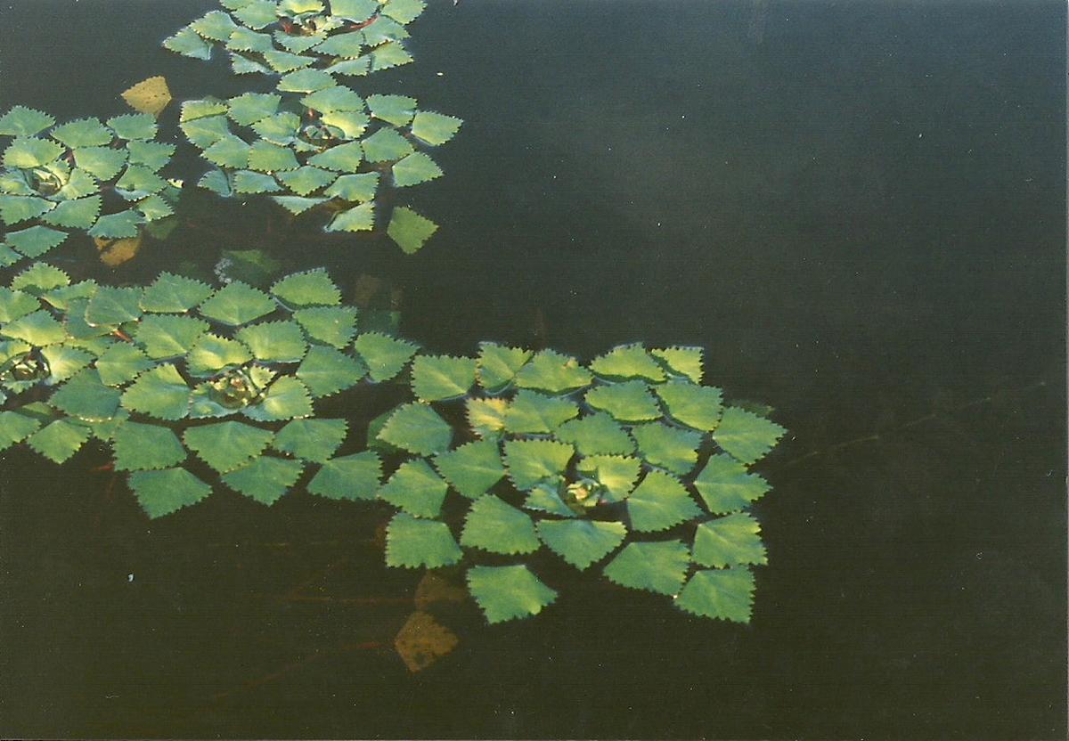 Trapa natans var. bispinosa