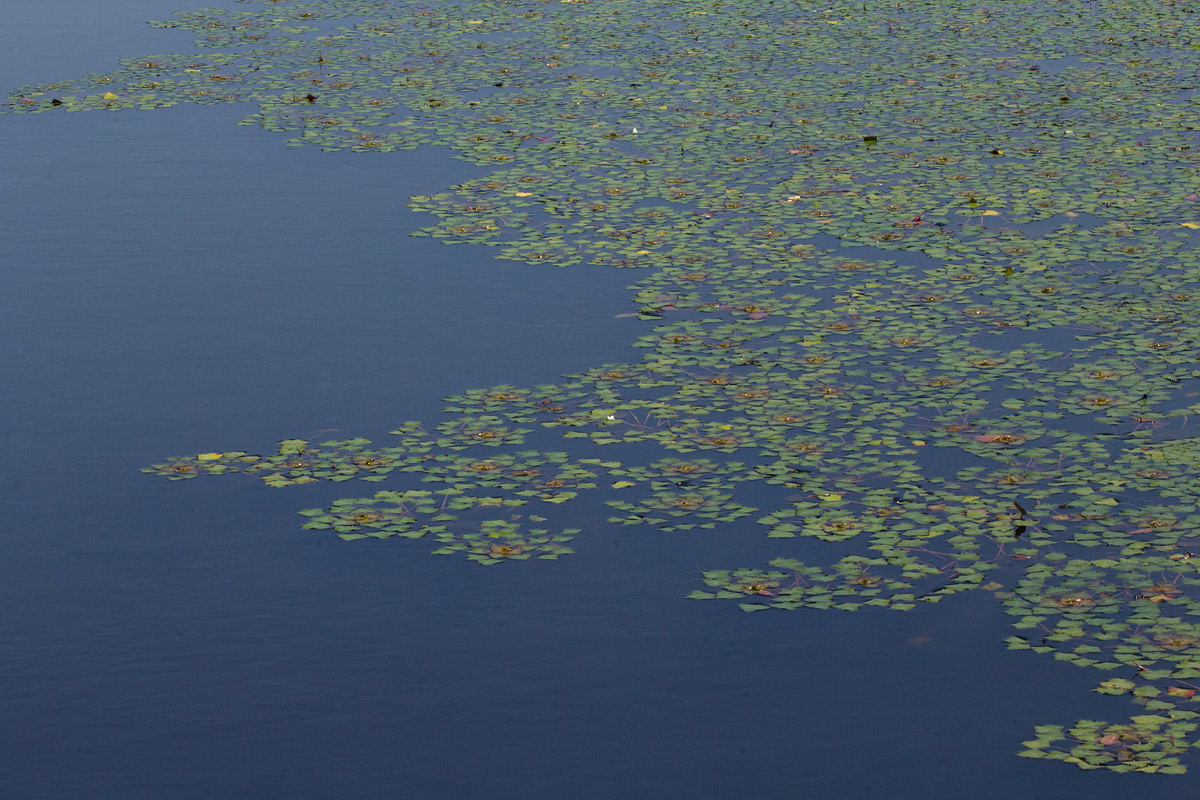 Trapa natans var. bispinosa