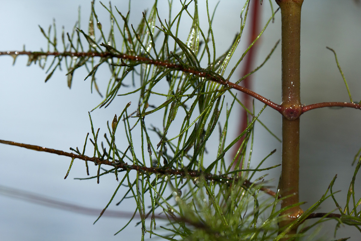 Trapa natans var. bispinosa Trapa natans var. bispinosa